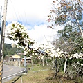 梅花.JPG