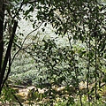 對面有茶園.JPG