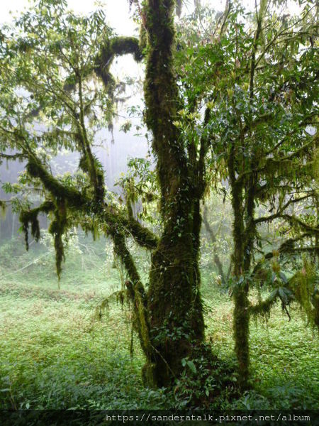 回程森林.jpg 回程森林.jpg