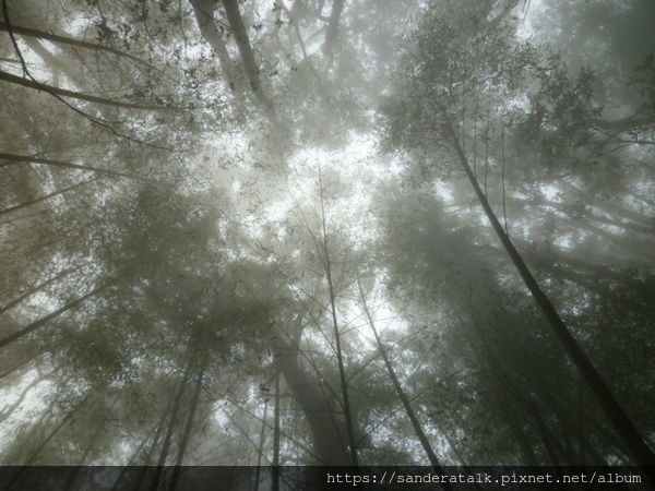 竹林.jpg 竹林.jpg