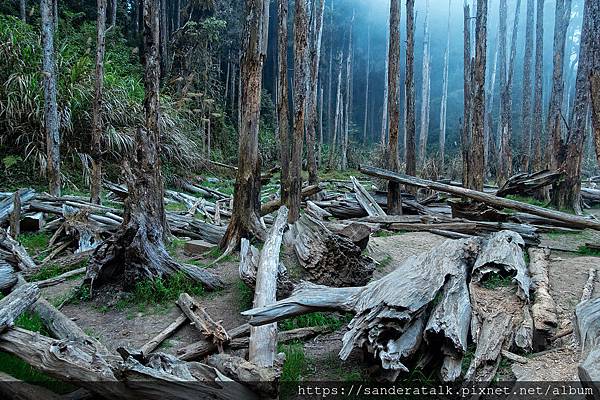 忘憂森林-3.jpg 忘憂森林-3.jpg