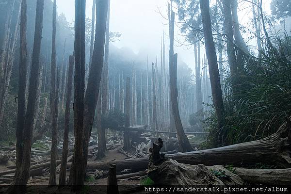 忘憂森林-4.jpg 忘憂森林-4.jpg