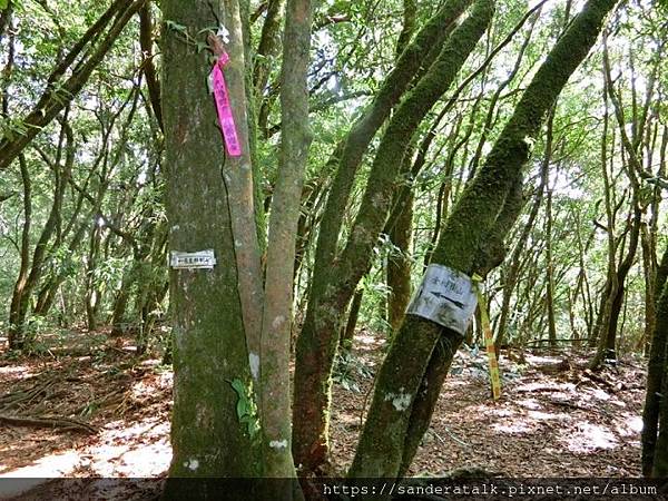 往金柑樹山路標.jpg 往金柑樹山路標.jpg