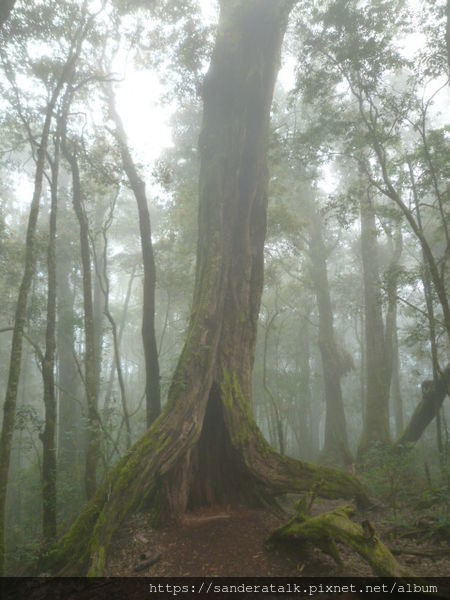 神木.jpg 神木.jpg