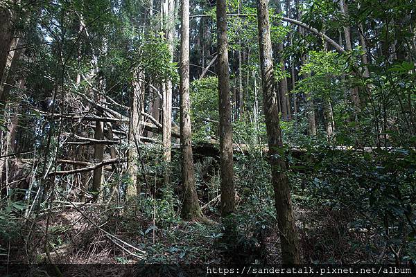 森林-2.jpg 森林-2.jpg