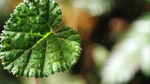 IMG_6654.JPG IMG_6654.JPG