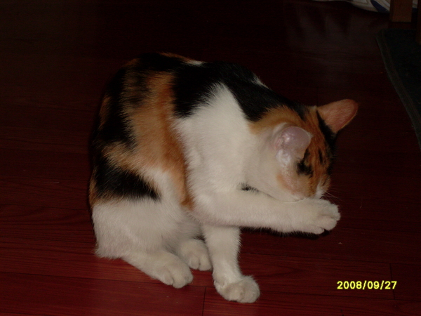 SDC11628.JPG
