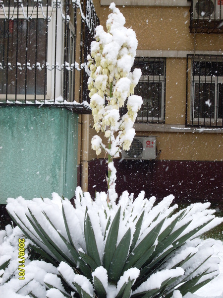 SDC14886.JPG