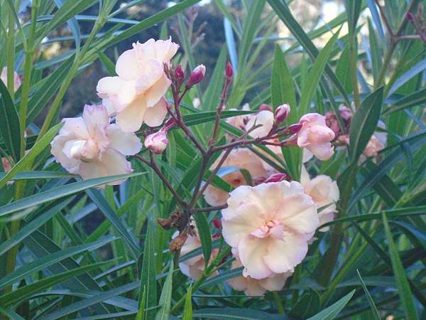 夾竹桃科歐洲夾竹桃 Sandiego168的部落格 痞客邦