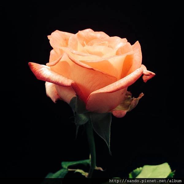 1962834_228211880698164_1564813271_n.jpg 1962834_228211880698164_1564813271_n.jpg