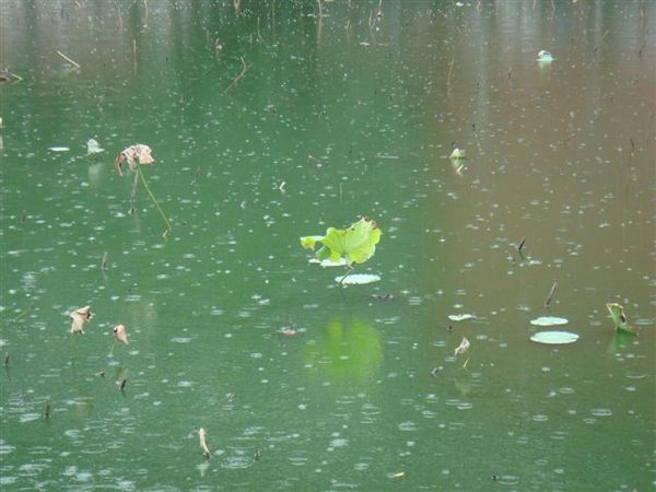 雨點滴在池面上～