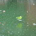 雨點滴在池面上～
