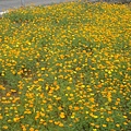 遍地小黃花，很美唷～