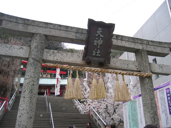 隔壁的天神社裡有一棵滿開的櫻花