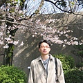 一進大阪城內的第一棵櫻花樹