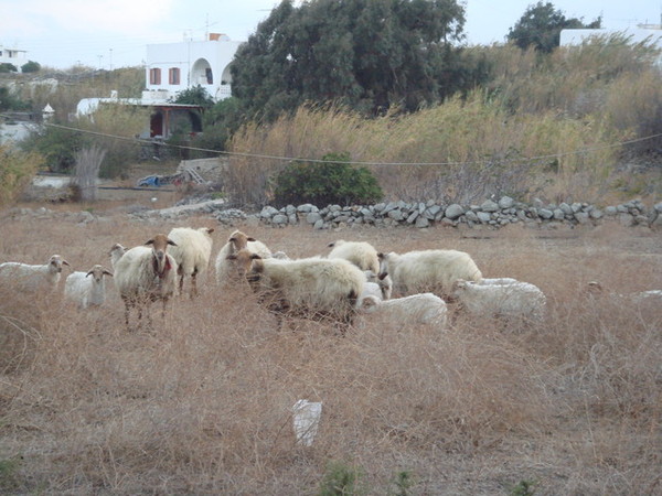 路上的羊群