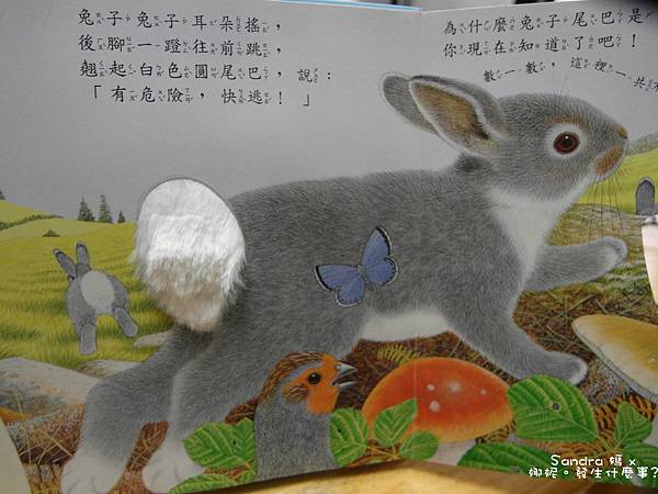 兔子.jpg 兔子.jpg