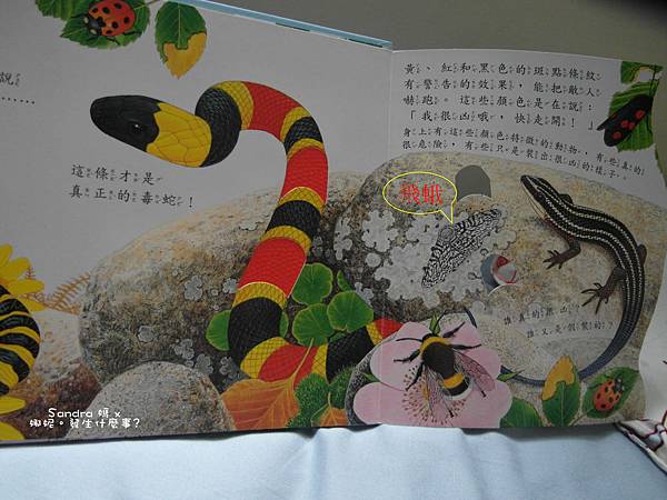 飛蛾.jpg 飛蛾.jpg