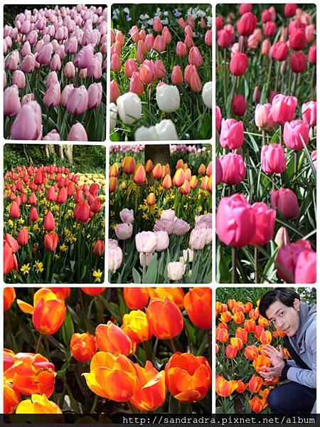鬱金香花園 鬱金香花園