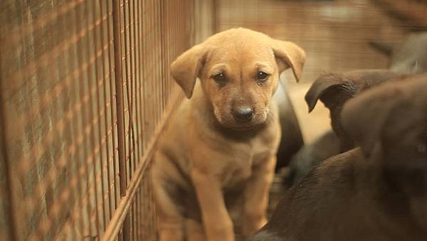 九把刀與隋棠關懷流浪動物齊心製作的《十二夜》