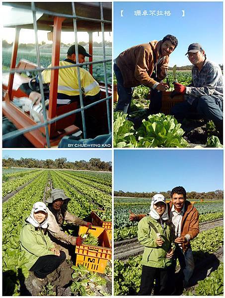 200912lettucefarm