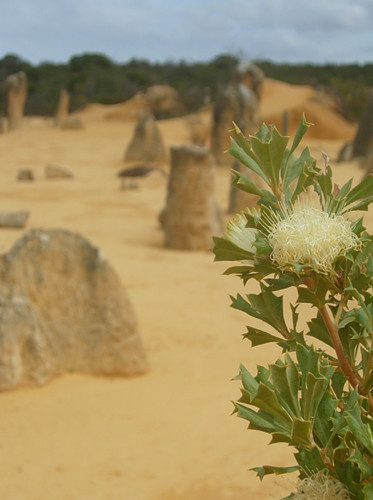 20091107pinnacles20