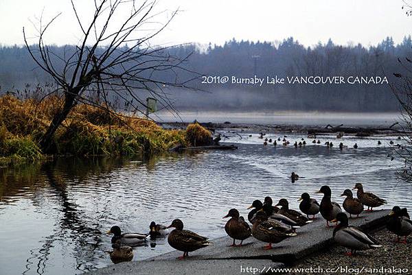 Burnaby lake