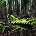 Lynn Canyon Park