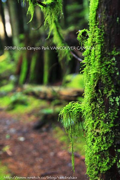 Lynn Canyon Park