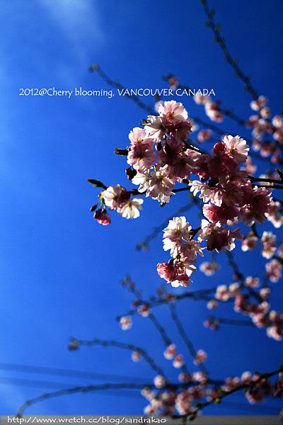 Burnaby cherry blooming