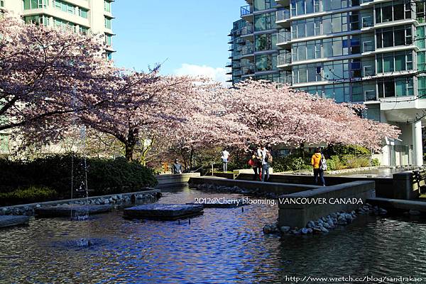 Cherry blooming in downtown Vancouver