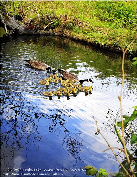 Burnaby Lake