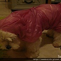 Mei 的雨衣