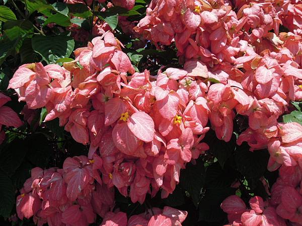 粉萼花 台東森林公園