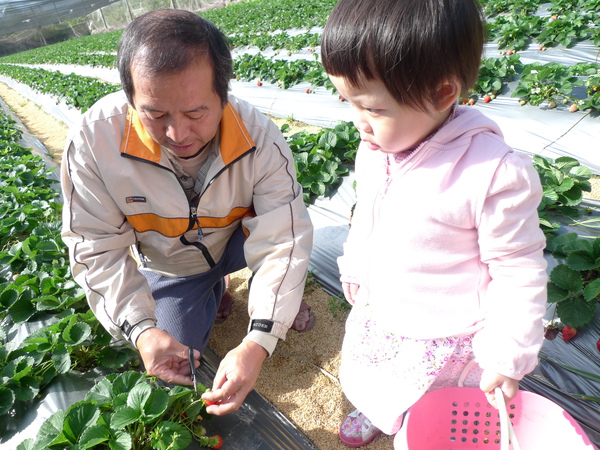 草莓園的主人示範!