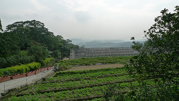 原來城市旁有這麼田園的地方