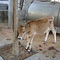 DSC07331.JPG