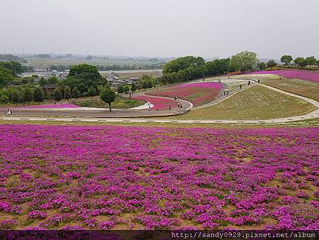 芝櫻