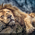 沉睡的獅子.png