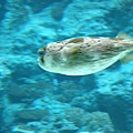 pix aqurium 3 blowfish.jpg