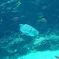 pix Sea Turtle.jpg