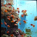 pix  海洋博 Aquarium (5) crown fisf.jpg