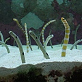 pix 海洋博 Aquarium (1) mini eels.jpg