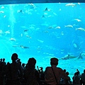 pix 海洋博 Aquarium (8) it's huge.jpg