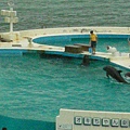 pix 海洋博 Aquarium (13) dolphin show.jpg