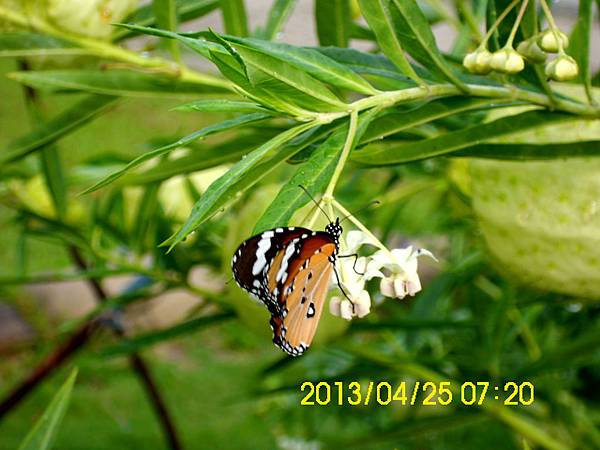 慈濟花圃裡的唐棉 (11)