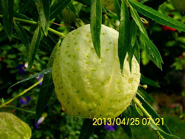 慈濟花圃裡的唐棉 (9)