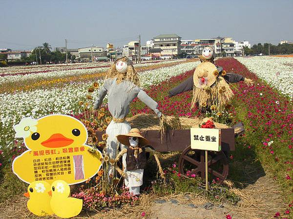 卡打-橋頭花田 (22).JPG