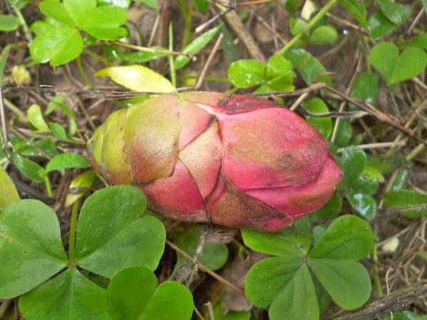 20150228  紅花大果油茶花苞.JPG