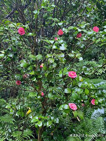 Photo 2020-12-23, 14 00 03_batch.jpg Photo 2020-12-23, 14 00 03_batch.jpg